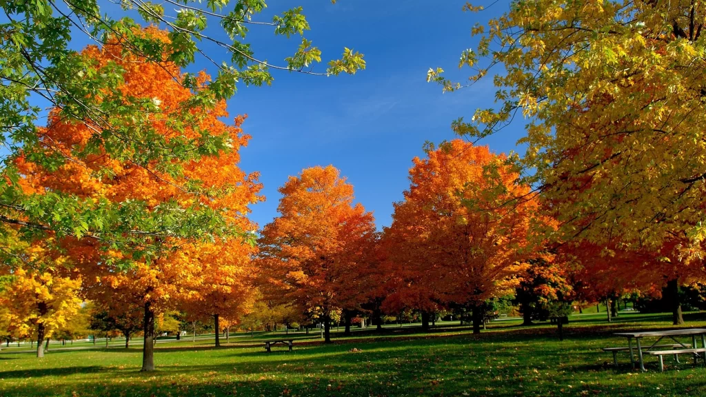 Autumn Leaves Trees Park Picnic Table Blue Sky Green Grass