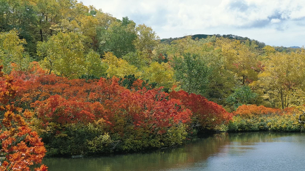 Autumn trees lake reflection colors landscape