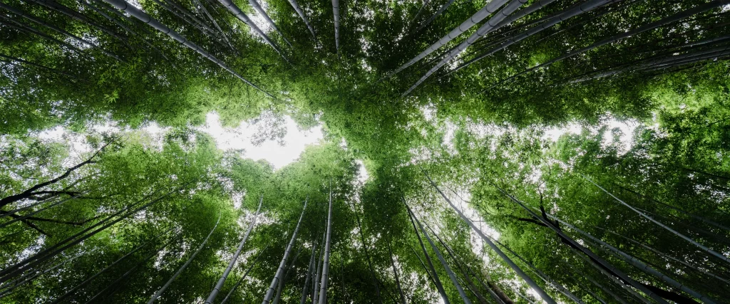 Bamboo Forest Green Leaves Sunlight Tall Trees Nature Tranquility