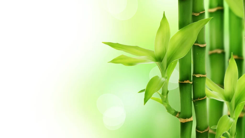 Bamboo Green Nature Growth Tranquility Freshness