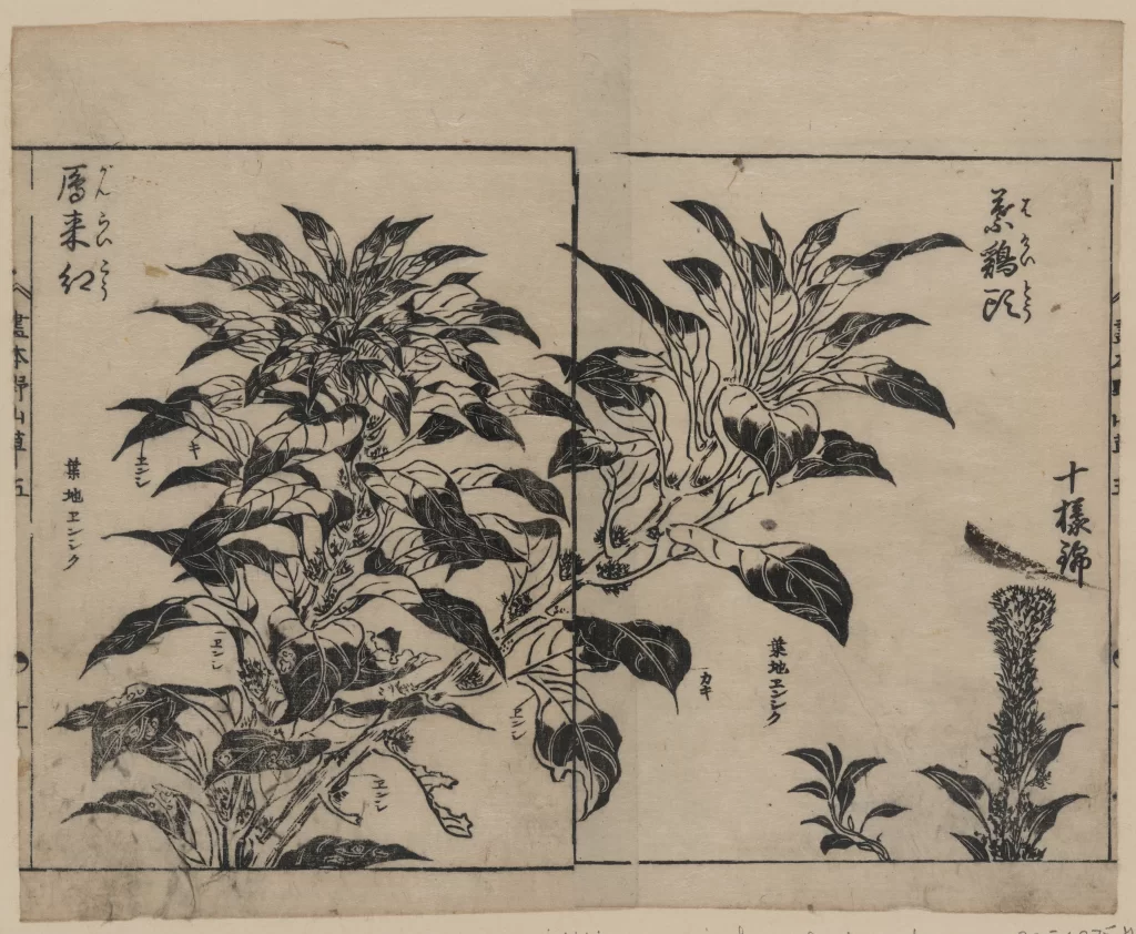 Botanical Illustration Traditional Japanese Art Nature Leaves Flowers