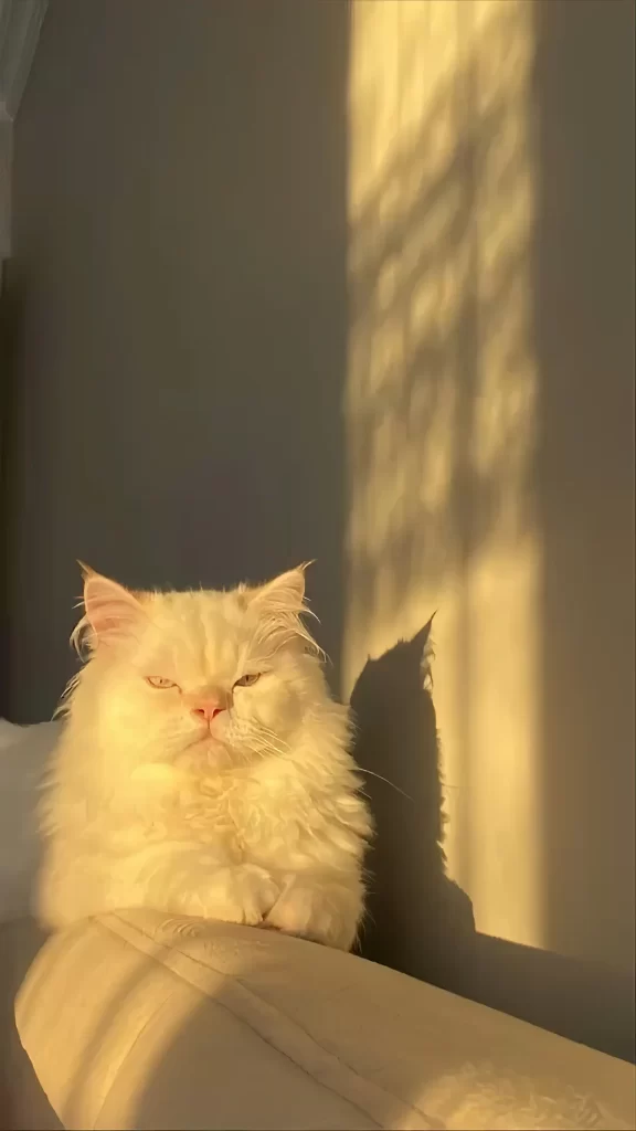Cat Sunlight Fluffy Shadow Cozy