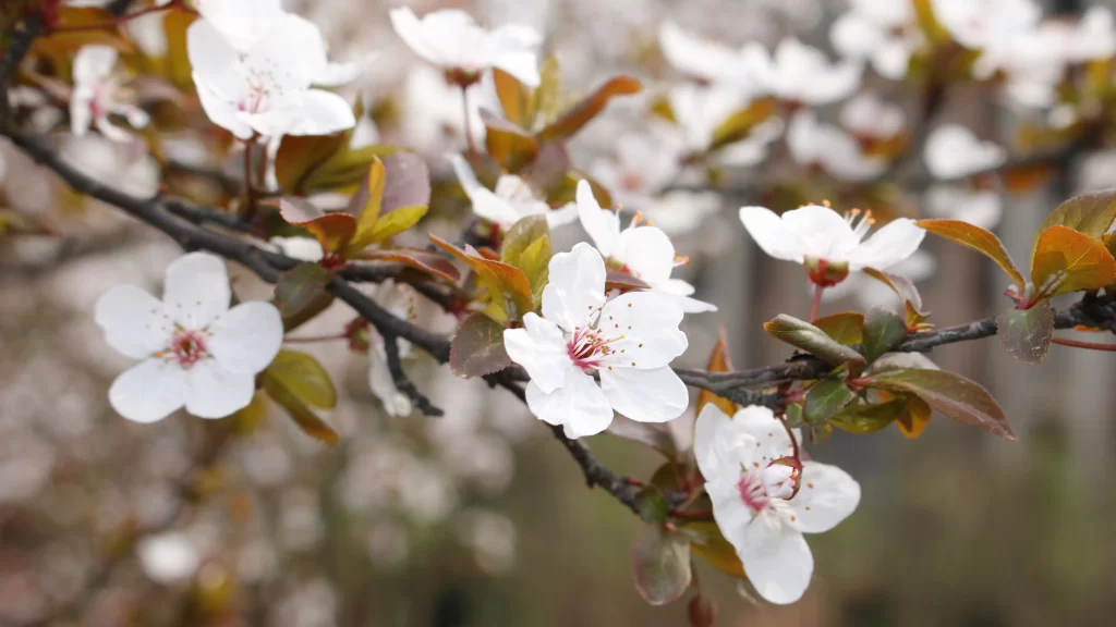 Cherry Blossom Branch Spring Bloom Nature