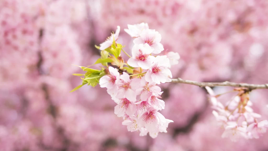 Cherry Blossom Pink Petals Spring Nature Beauty