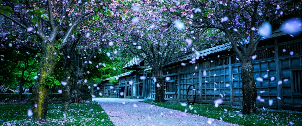 Cherry Blossoms Pathway Traditional Architecture Petals Nature Tranquility