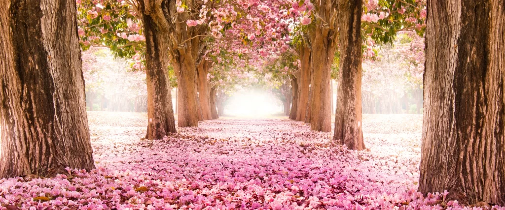 Cherry Blossoms Trees Path Pink Petals Sunlight Serene