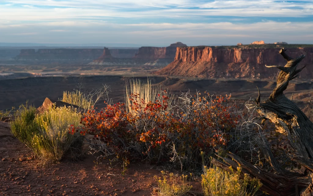 Desert Landscape Red Rock Formations Shrubs Dry Vegetation Clear Sky Natural Beauty