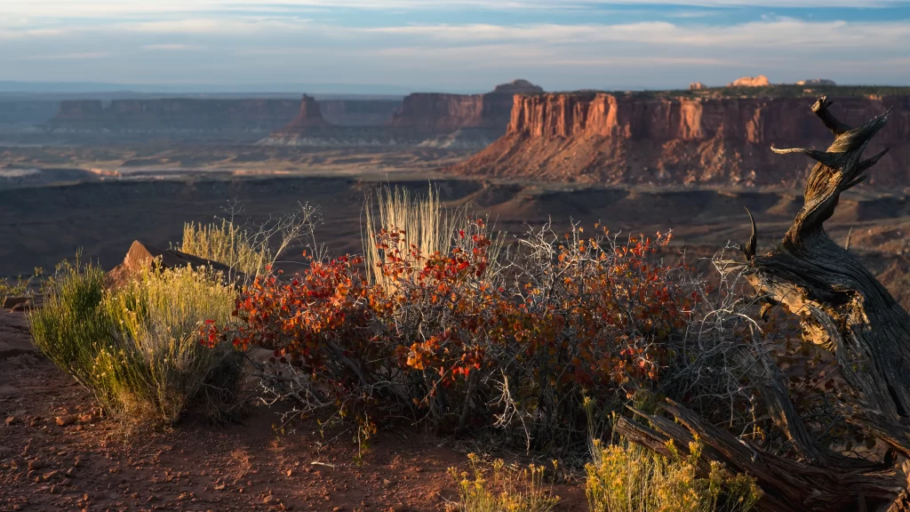 Desert Landscape Red Rock Formations Shrubs Dry Vegetation Sunset Rugged Terrain