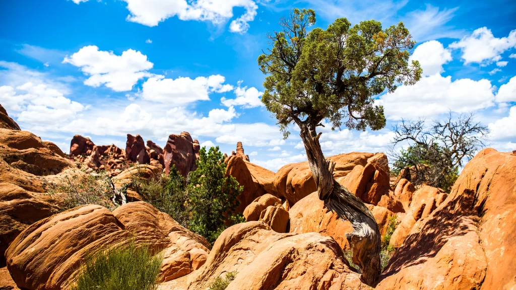 Desert Landscape Twisted Tree Red Rocks Blue Sky White Clouds Green Foliage