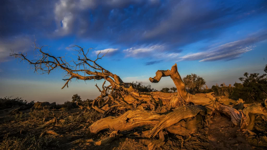 Desolate Landscape Twisted Tree Branches Cloudy Sky Dried