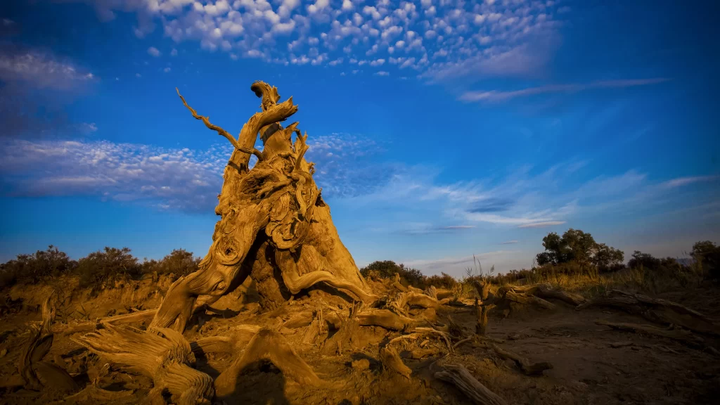 Desolate Landscape Weathered Tree Roots Blue Sky Clouds
