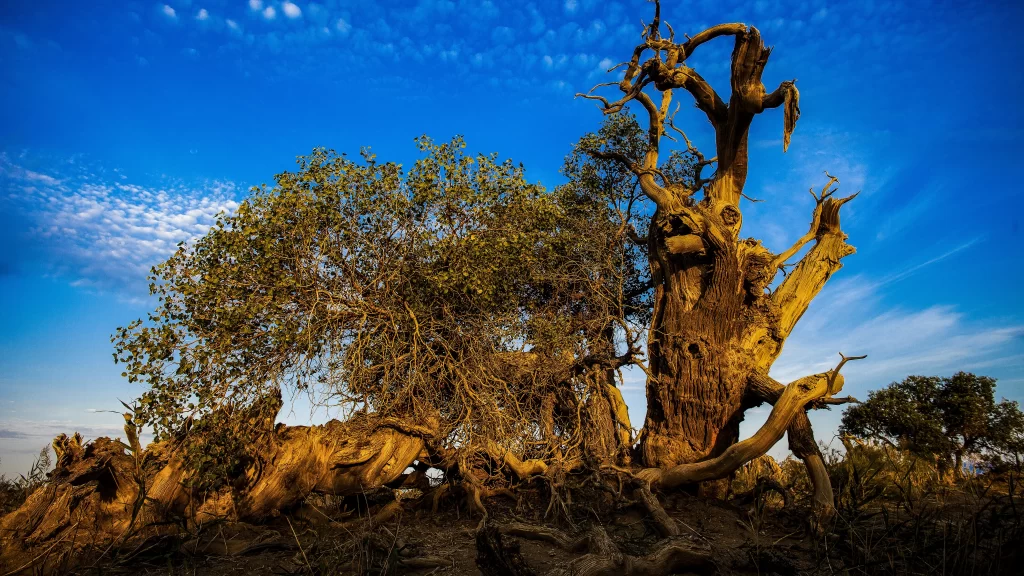 Desolate Majestic Twisted Roots Blue Sky