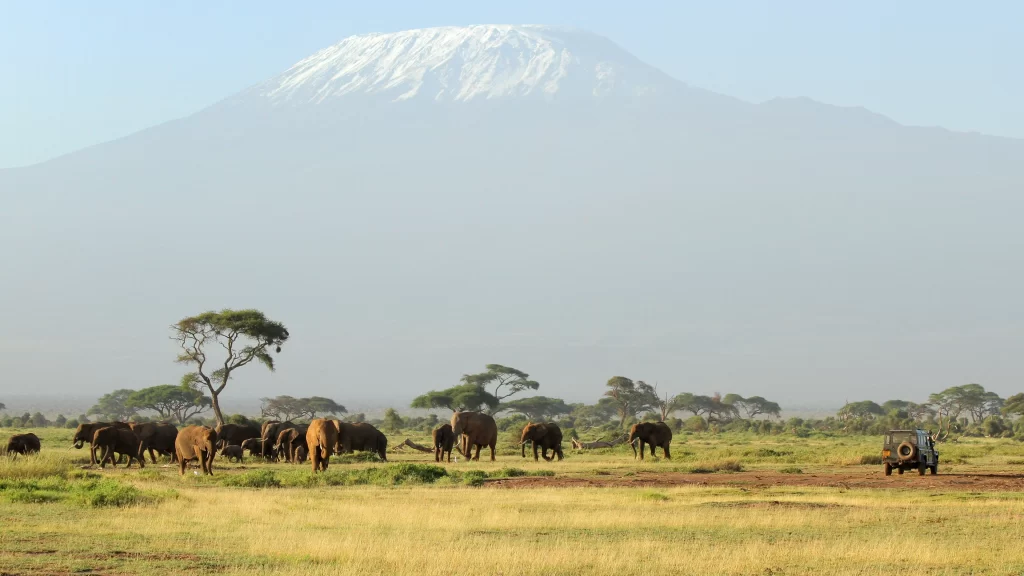 Elephants savanna mountain snow safari vehicle