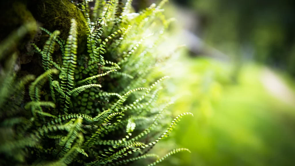 Fern green nature sunlight texture background