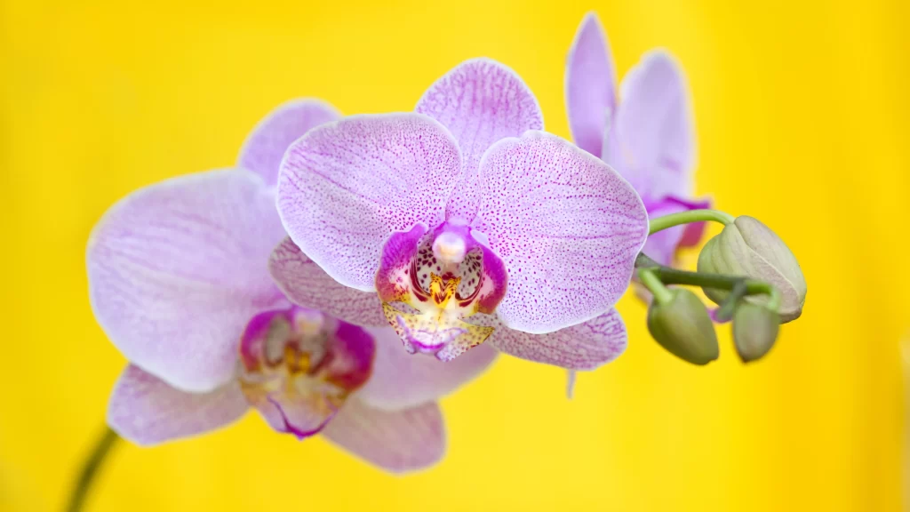 Flower Orchid Petal Bud Yellow