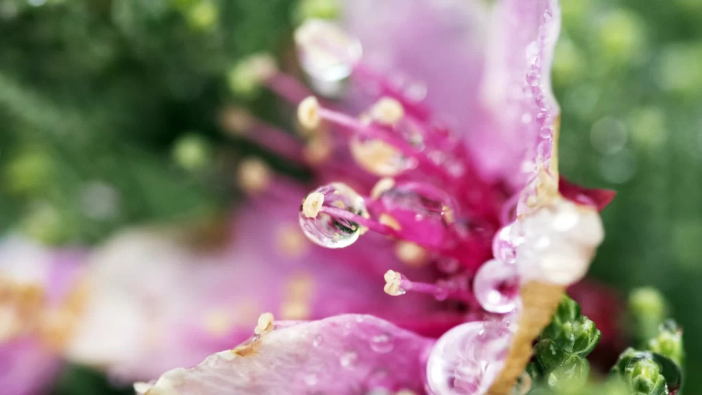 Flower dew droplets pink petals nature