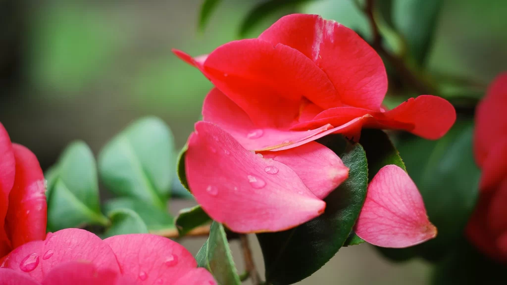 Flower petal pink green water droplets nature
