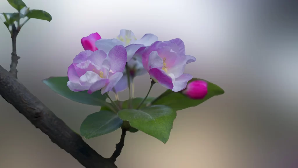 Flowers Blossom Branch Petals Nature
