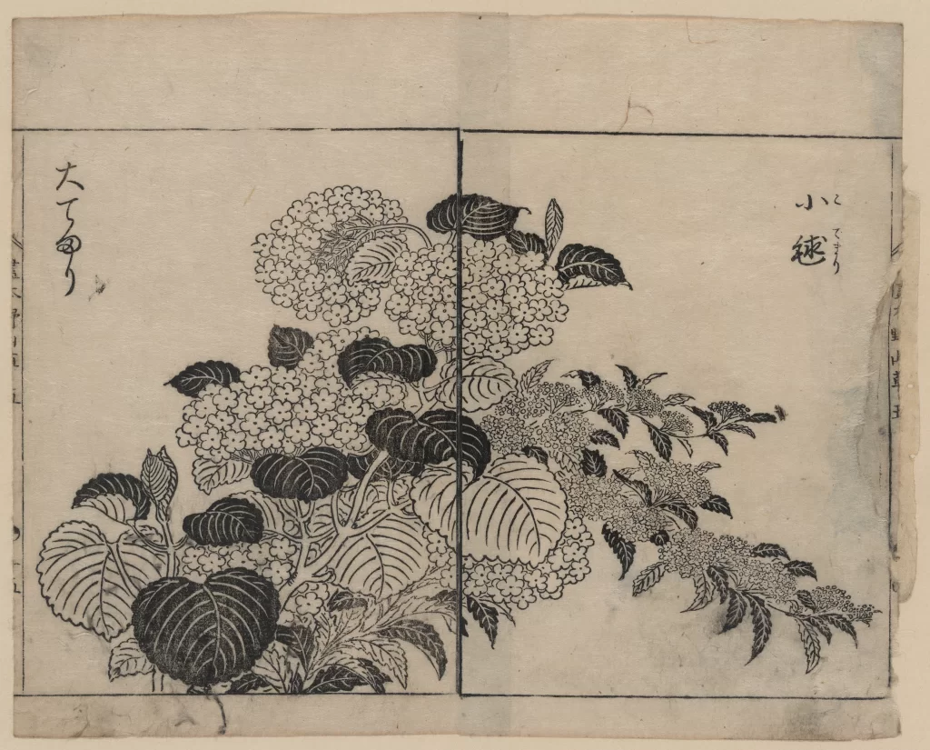 Flowers Leaves Botanical Nature Traditional Japanese Art