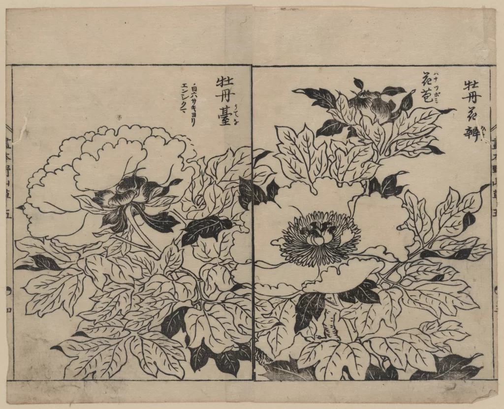 Flowers Peonies Leaves Botanical Traditional Japanese Art