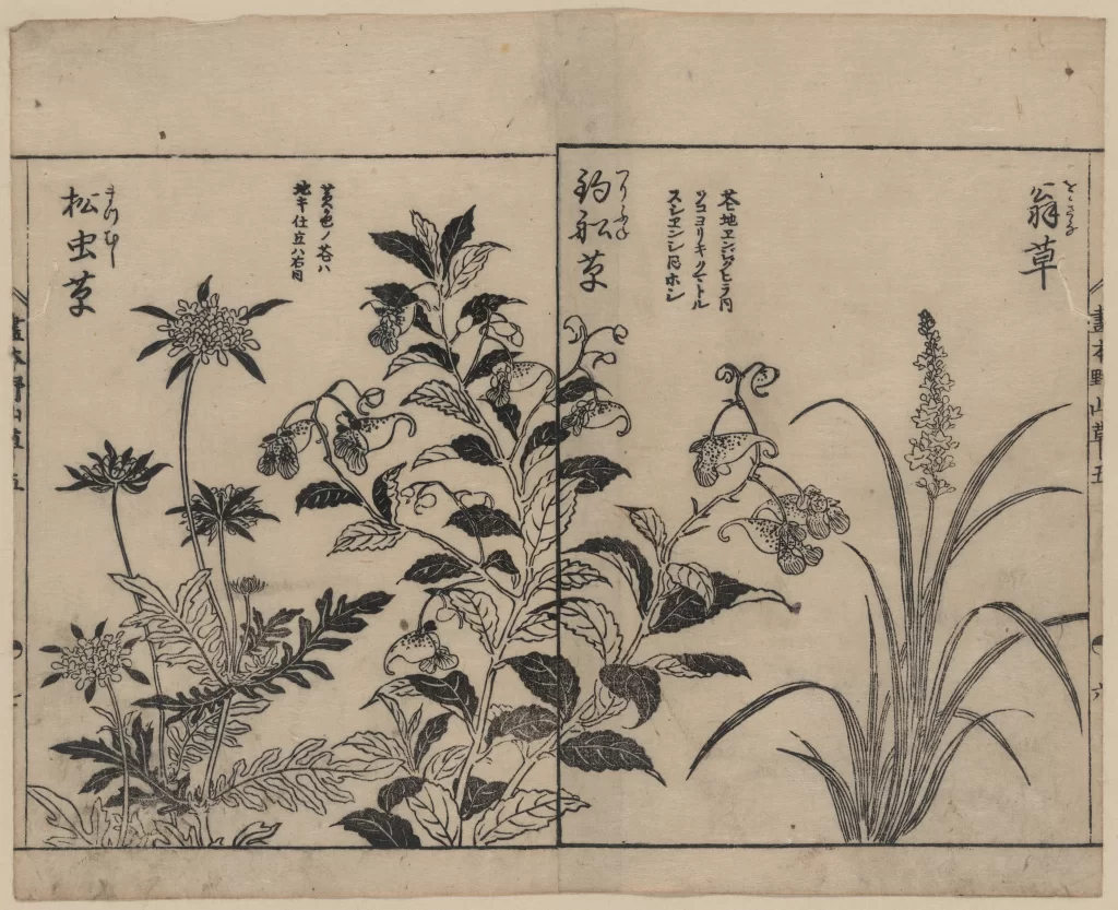 Flowers Plants Botanical Japanese Art Traditional