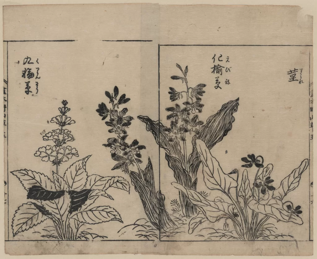 Flowers Plants Botanical Traditional Japanese Art