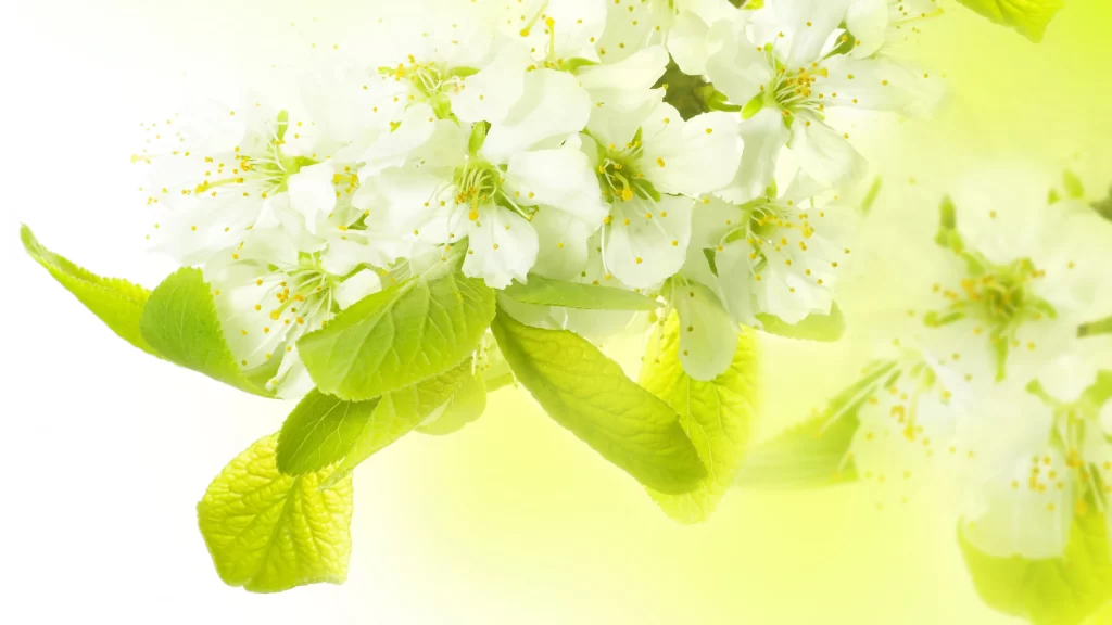 Flowers blossoms white green leaves spring