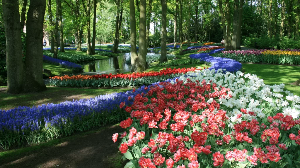 Flowers garden trees water sunlight