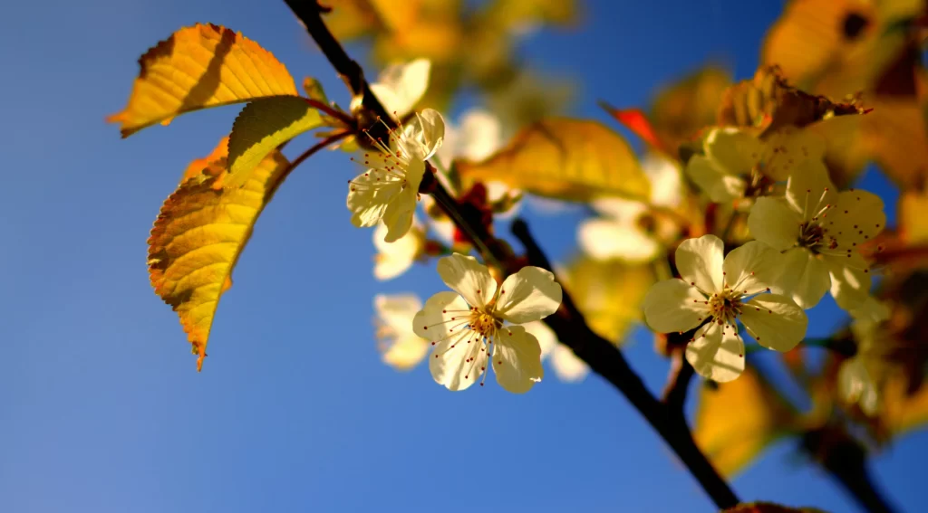 Flowers leaves blue sky sunlight branch blossom