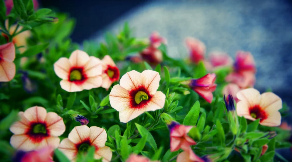 Flowers petals green leaves nature garden vibrant colors blurred background clos