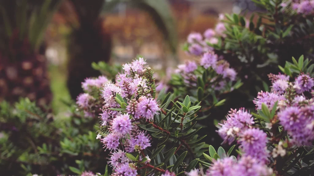 Flowers purple green leaves nature garden