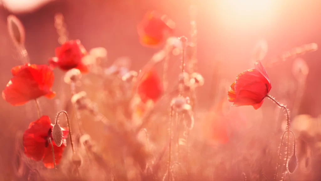 Flowers sunlight field red poppies nature