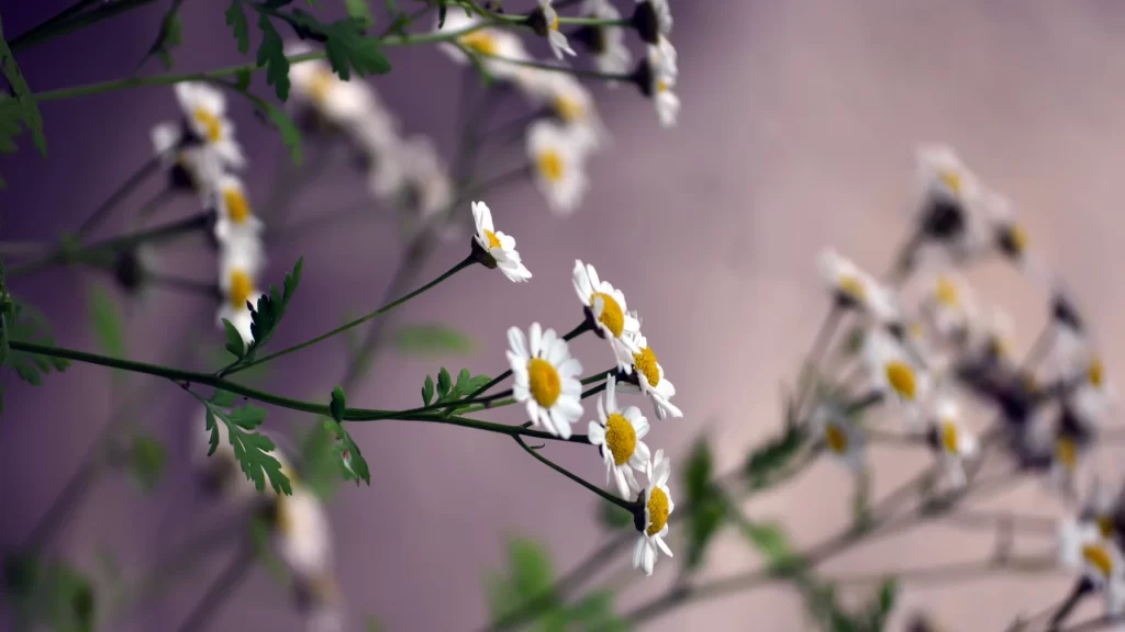 Flowers white yellow green stems blurred