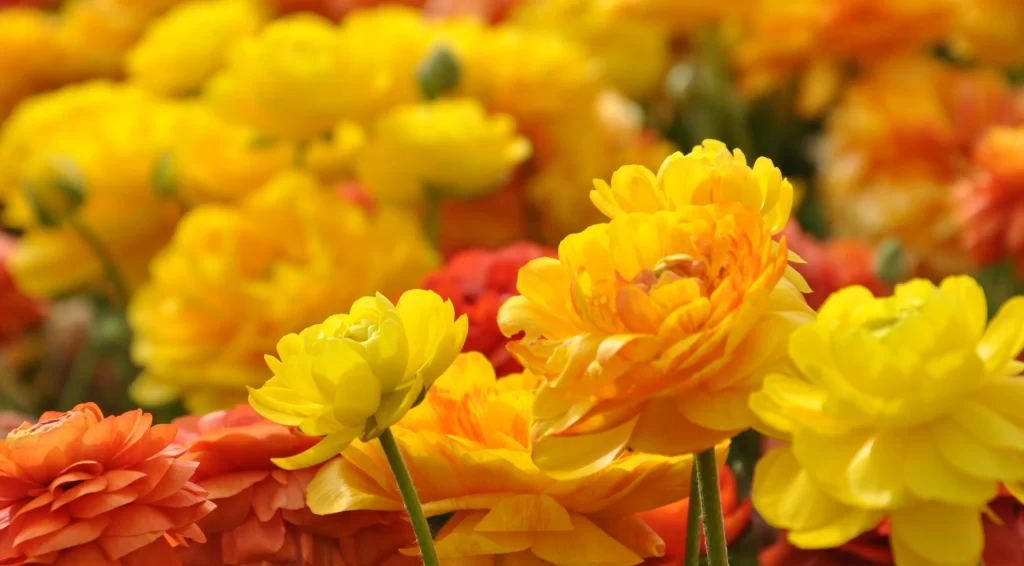 Flowers yellow orange garden petals vibrant nature