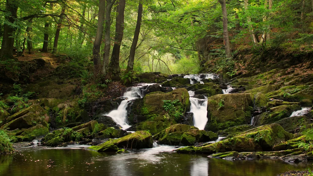 Forest Waterfall Rocks Moss Greenery Nature