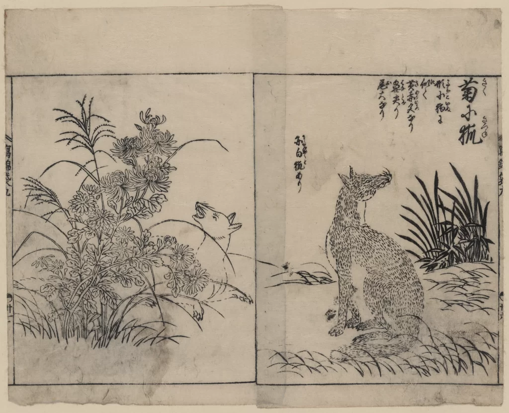 Fox Flowers Grass Traditional Japanese Nature