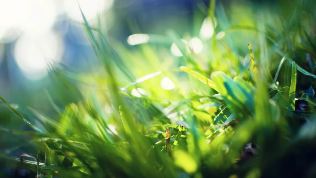 Grass sunlight nature green vibrant growth serene tranquility