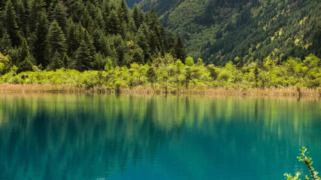 Lake Forest Reflection Trees Nature