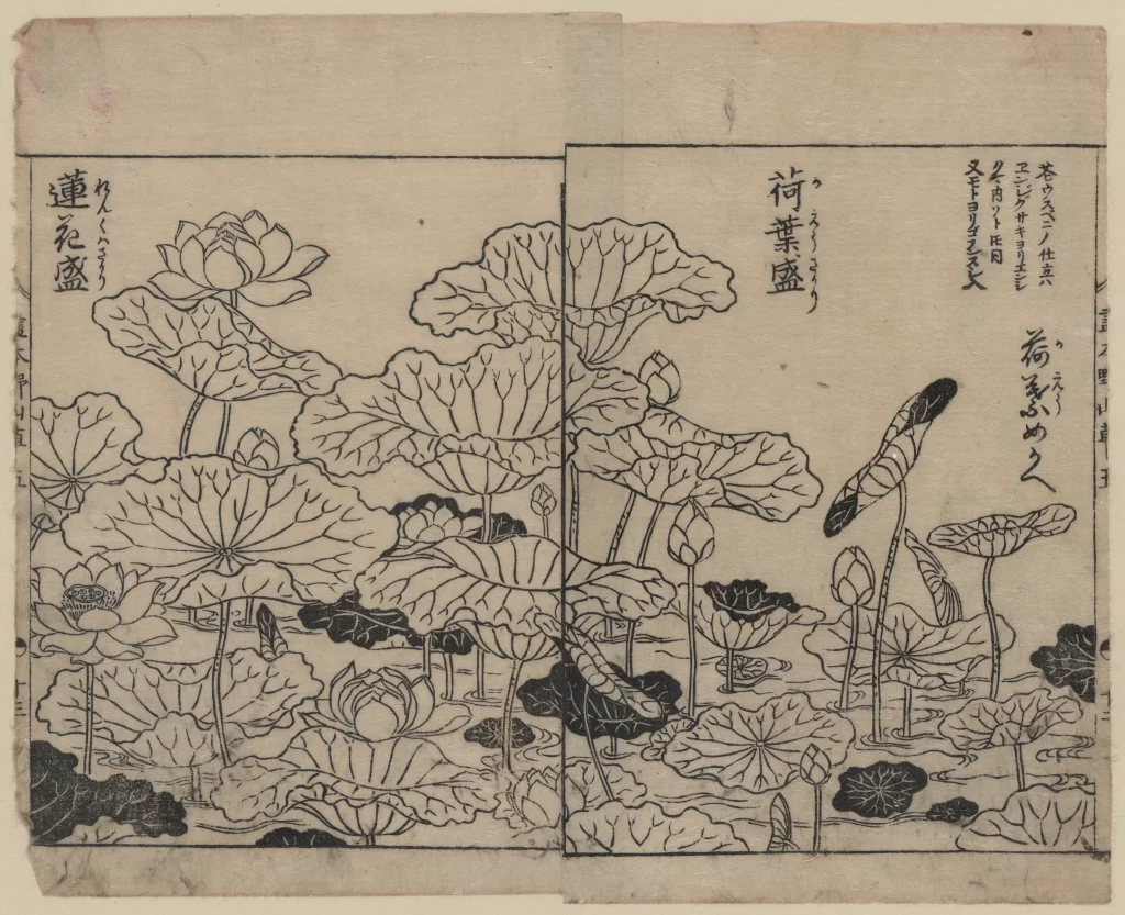 Lotus Flowers Pond Leaves Traditional Japanese Nature Botanical