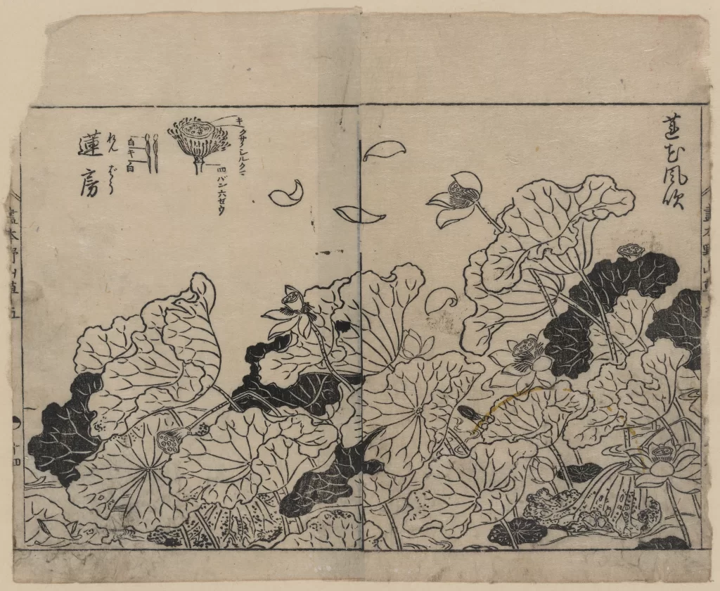 Lotus Leaves Pond Birds Falling Petals Traditional Japanese Art