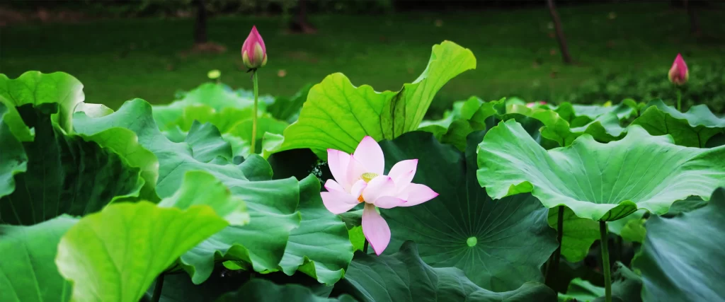 Lotus Flower Green Leaves Blooming Nature Tranquility