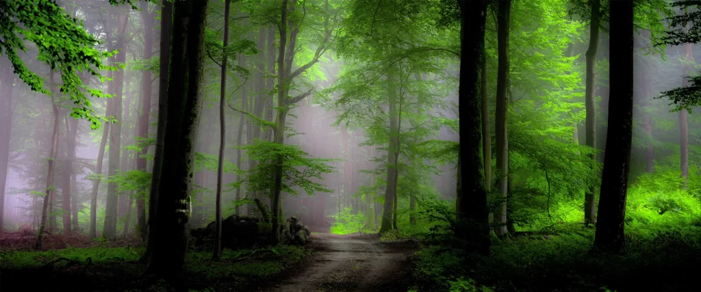 Misty Forest Green Foliage Tranquil Path Sunlight Serene