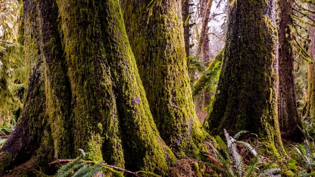 Mossy Trees Dense Forest Green Foliage Ferns Natural Setting Serene Environment