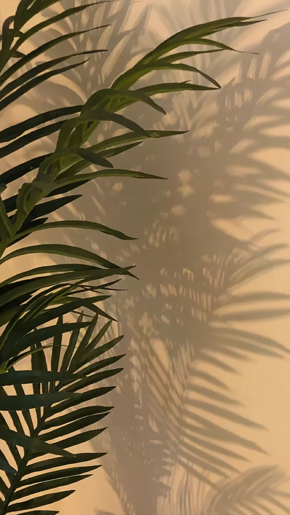 Palm Leaves Shadow Green Serene Nature