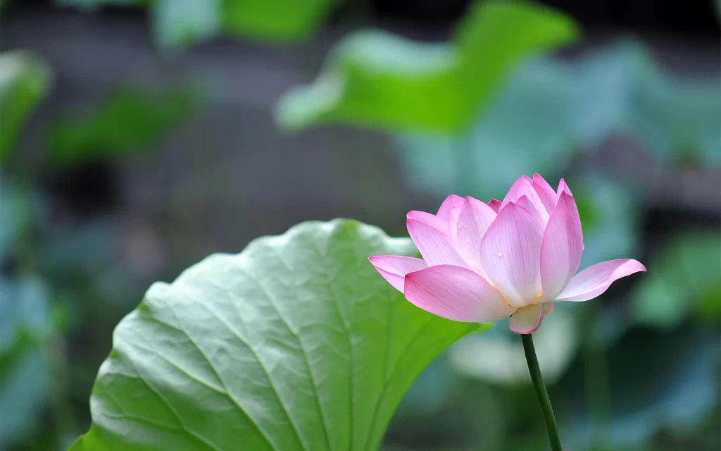 Pink Lotus Flower Green Leaves Nature Beauty Tranquility
