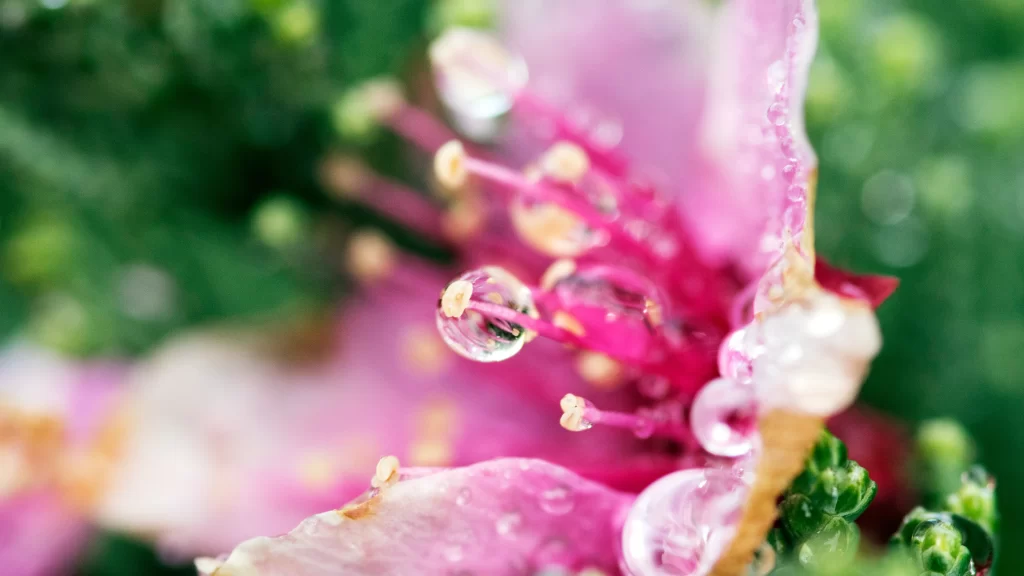 Pink flower dewdrops nature close-up vibrant