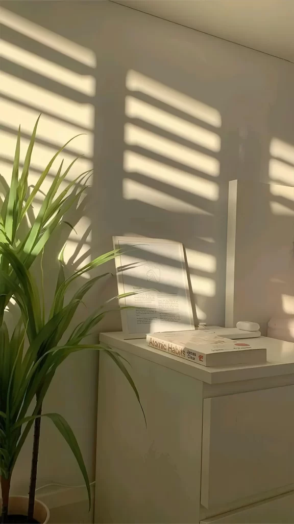 Plant Bookshelf Sunlight Calm Simplicity