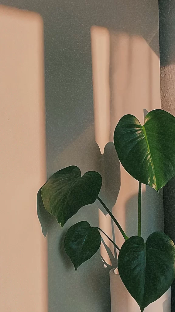 Plant Green Leaves Shadow Sunlight Wall