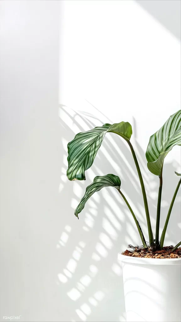 Plant Green Leaves Shadow White Pot
