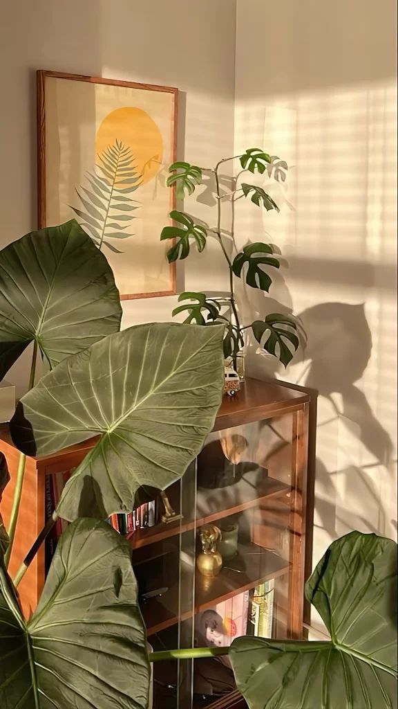 Plant Interior Sunlight Cozy Art Greenery